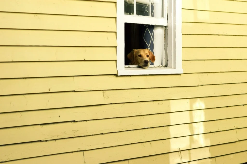pets in rentals